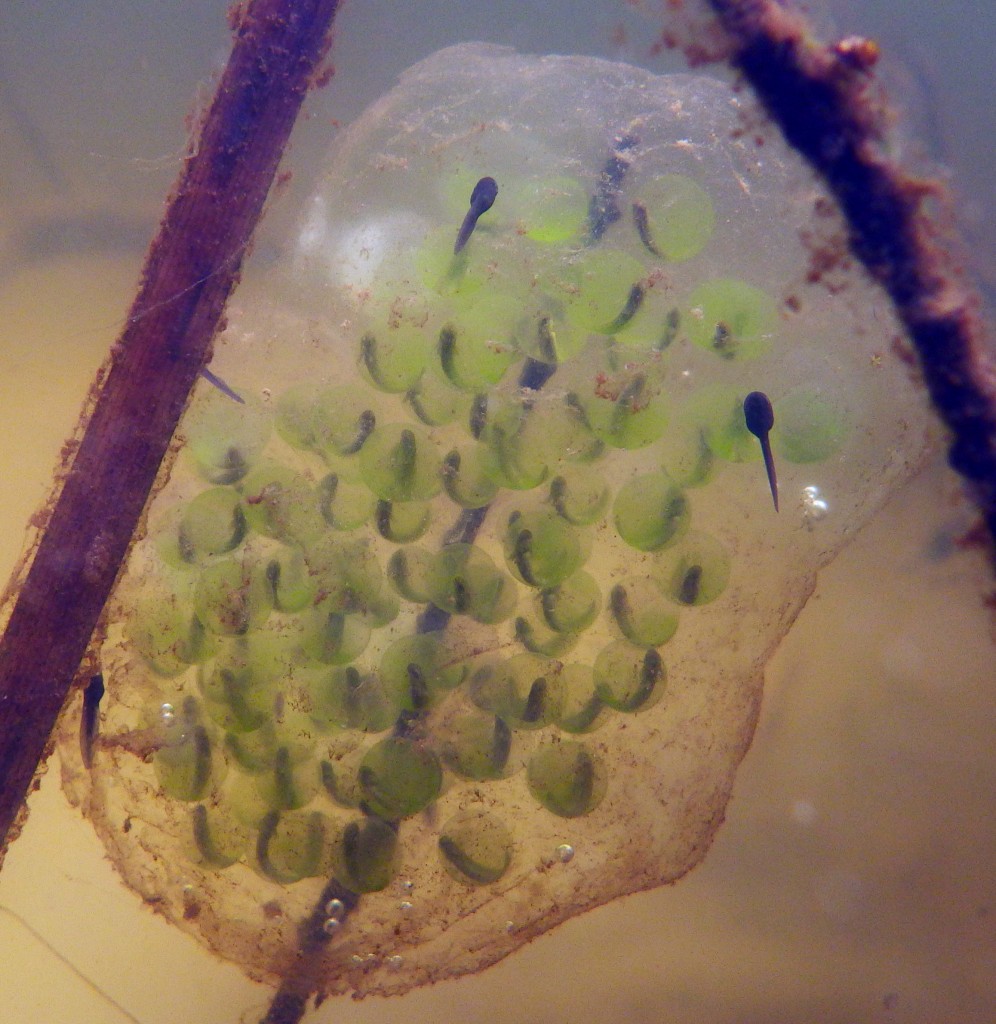 Salamander egg mass with symbiotic algae (photo credit: C. Bishop)